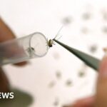 West Nile virus detected in UK mosquitoes for first time